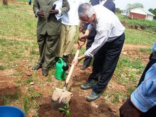 tree planting