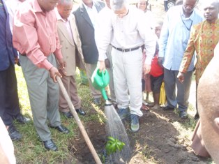 plantind the memorial tree