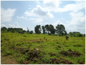 Site for new baseball/softball stadium